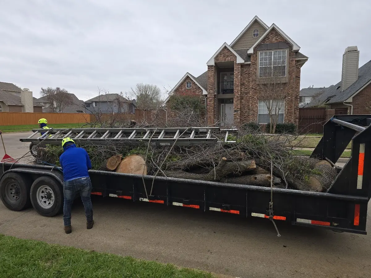 Expert Tree Pest Control with proper safety equipment in Winston